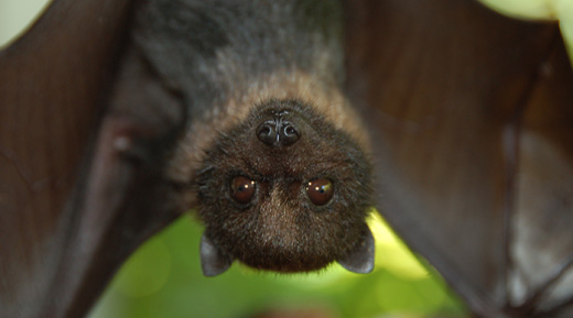Zorro Volador