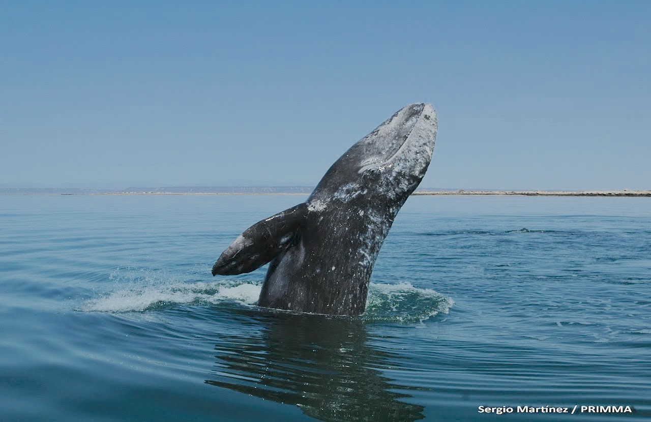 Ballena Gris 