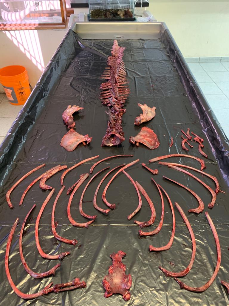 Necropsia Vaquita Marina