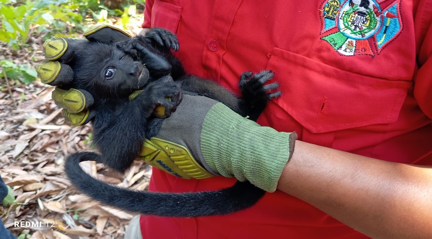 Mueren monos saraguato 