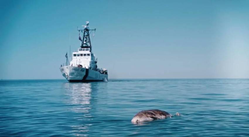 Vaquita marina - Sea Shepherd 