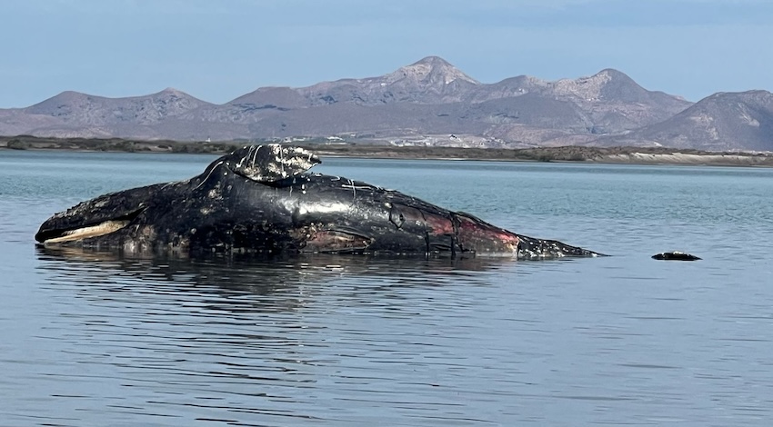 Ballena Gris Foto: PRIMMA UABCS