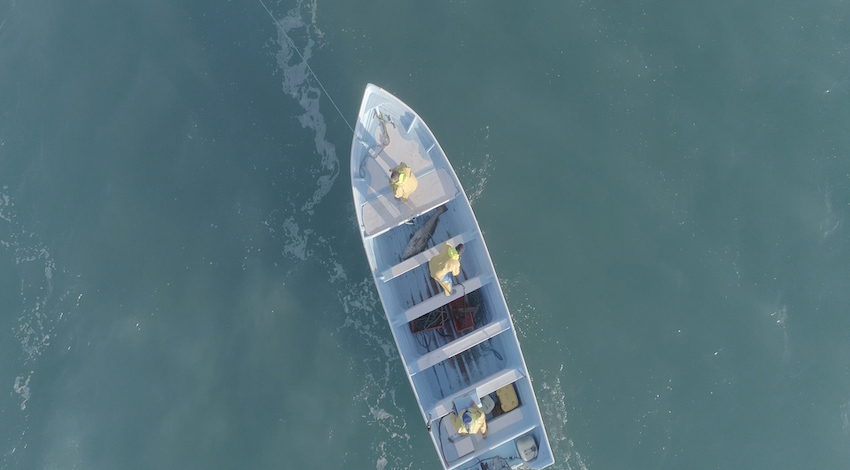 Drone de Sea Shepherd