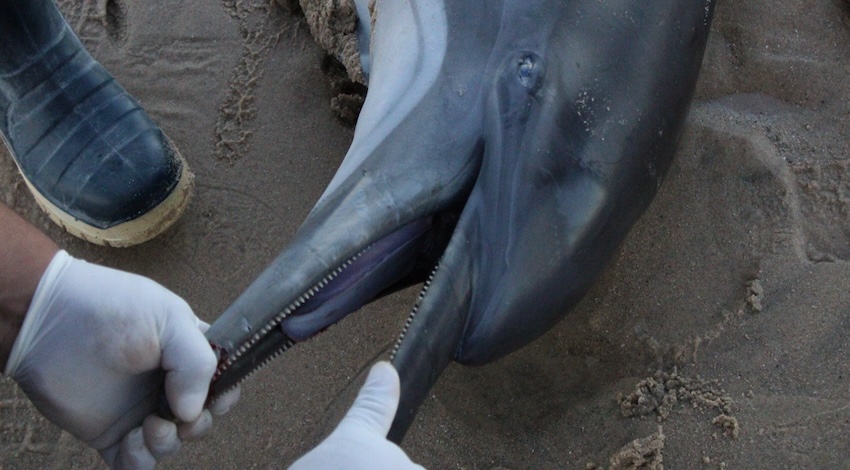 Delfines muertos hábitat vaquita marina 