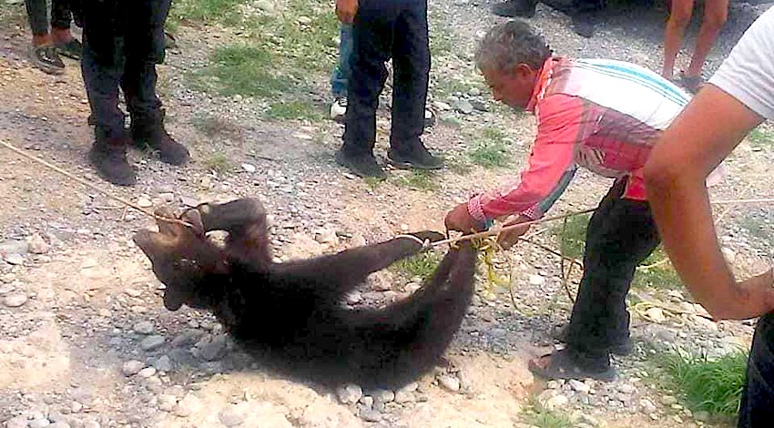 Matan oso negro en Coahuila 