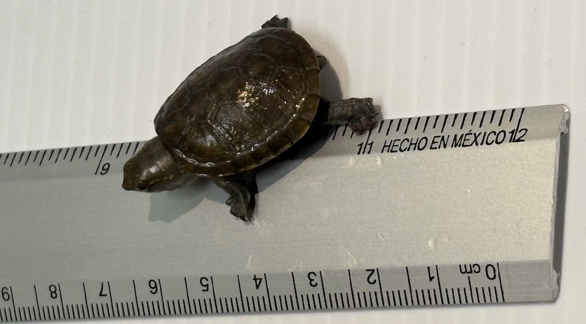 Tortuga Casquito de Vallarta