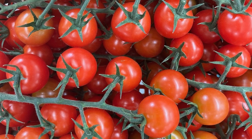 tomates mexicanos 
