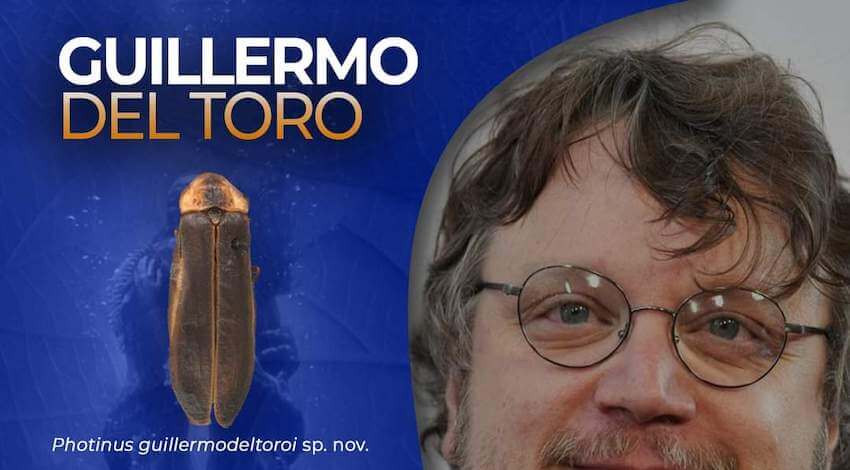 Luciérnaga Guillermo del Toro 