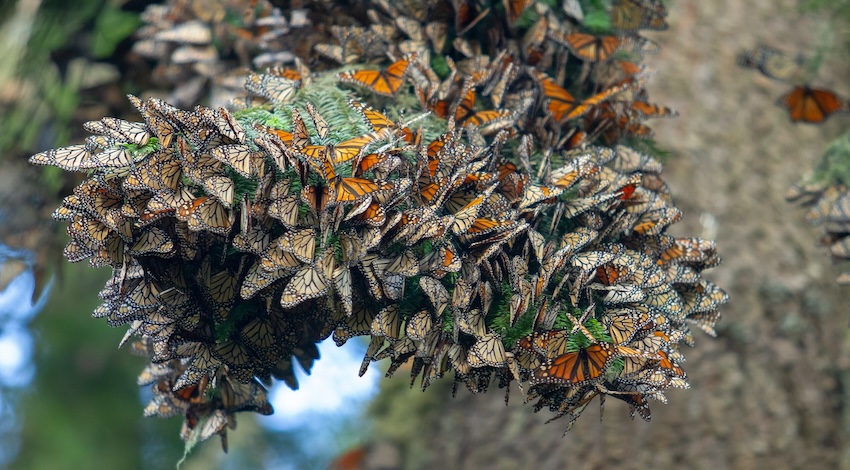 Mariposa Monarca 