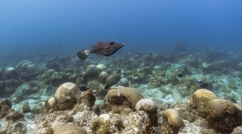 golfo de México Foto: Oceana 