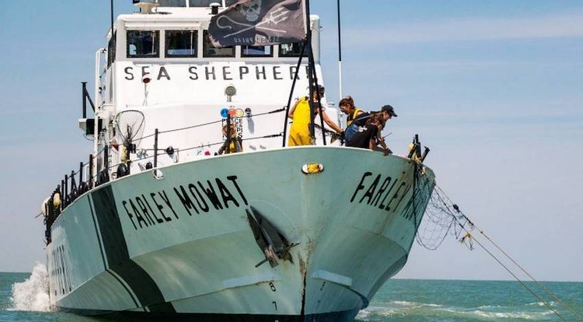 Sea Shepherd 