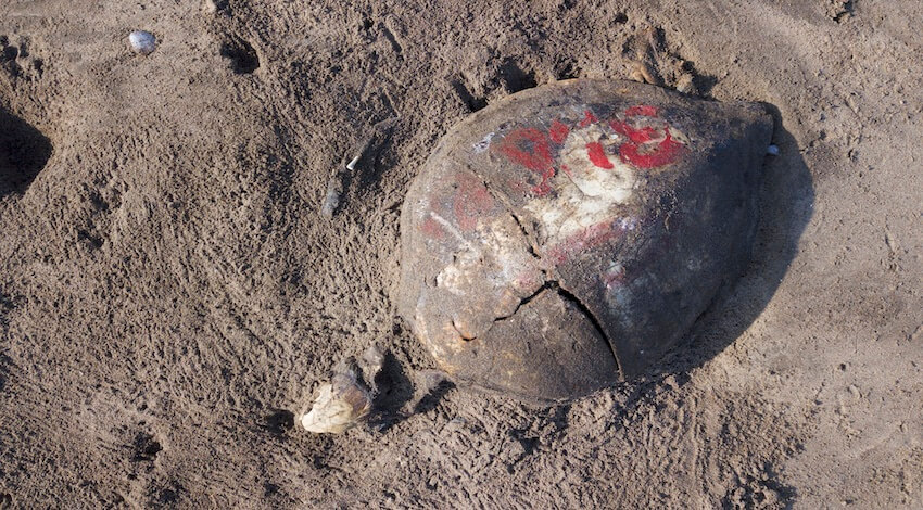 Tortuga Caguama muerta en el Golfo de Ulloa, BCS 