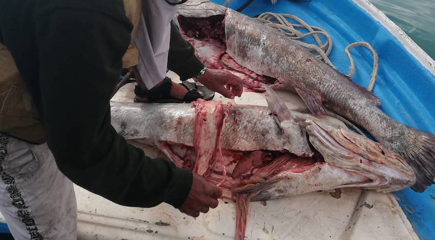 Pesca ilegal de Totoaba para quitarle su buche