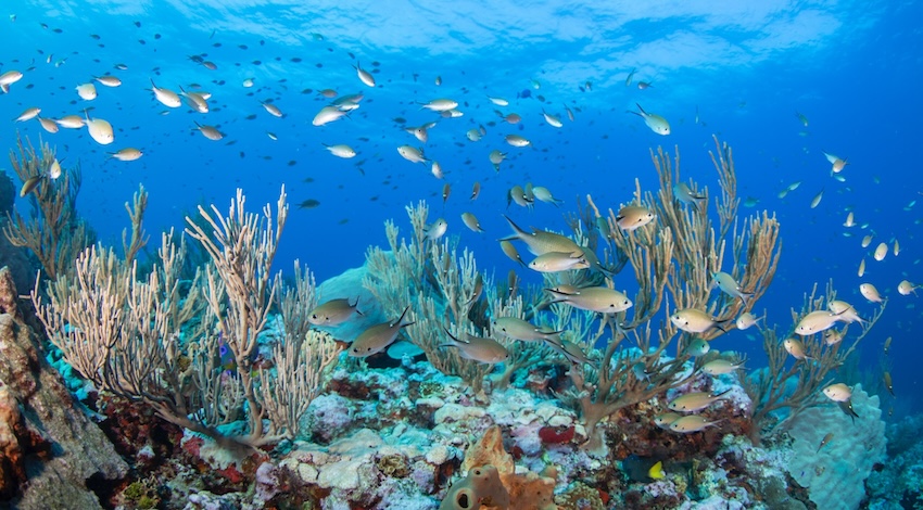 Bajos del Norte Foto: Oceana México 