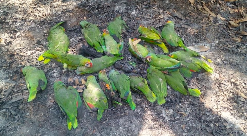 Muerte masiva de aves silvestres por calor 
