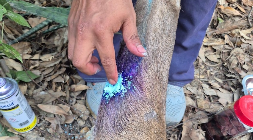 Ciervo Rojo con Gusano Barrenador en Chiapas 