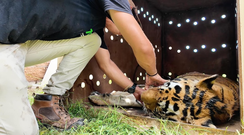 Grandes felinos rescatados de la violencia en Sinaloa, Foto: AZCARM 