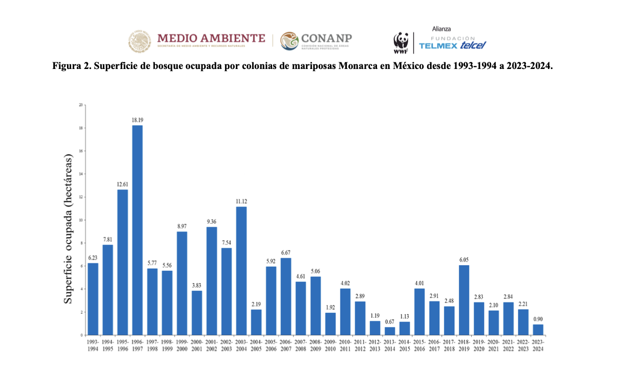 Cae ocupación de Mariposa Monarca 