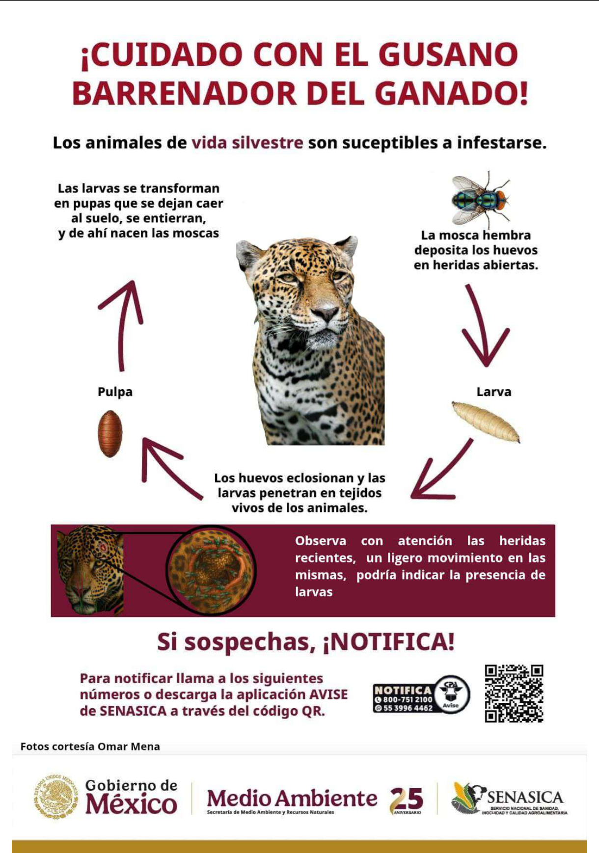 Fauna Silvestre Fauna Silvestre