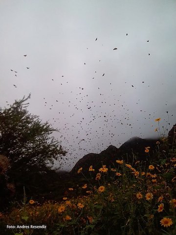 Monarca