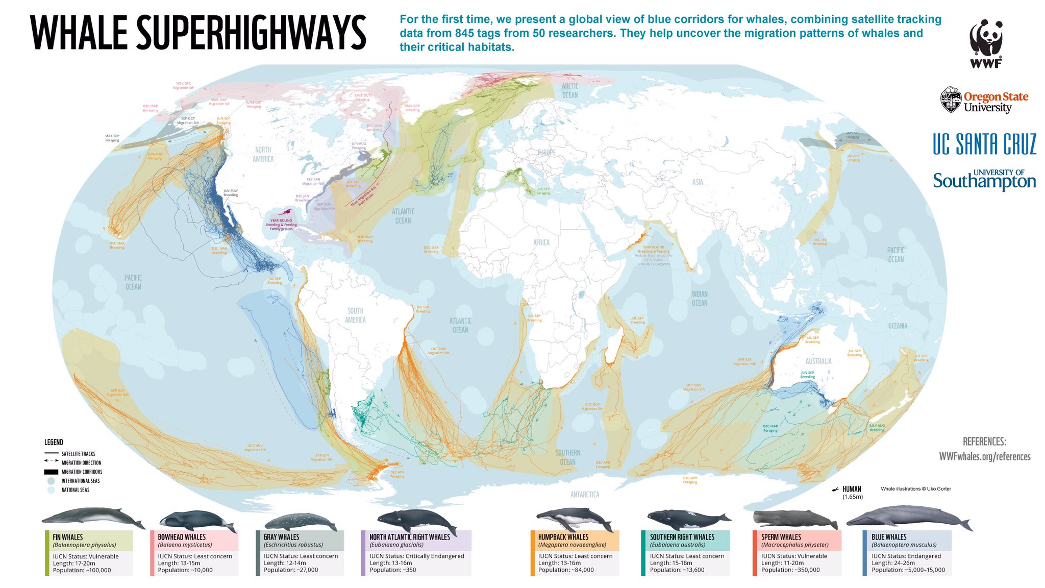 Mapa Migraciones de Ballenas 
