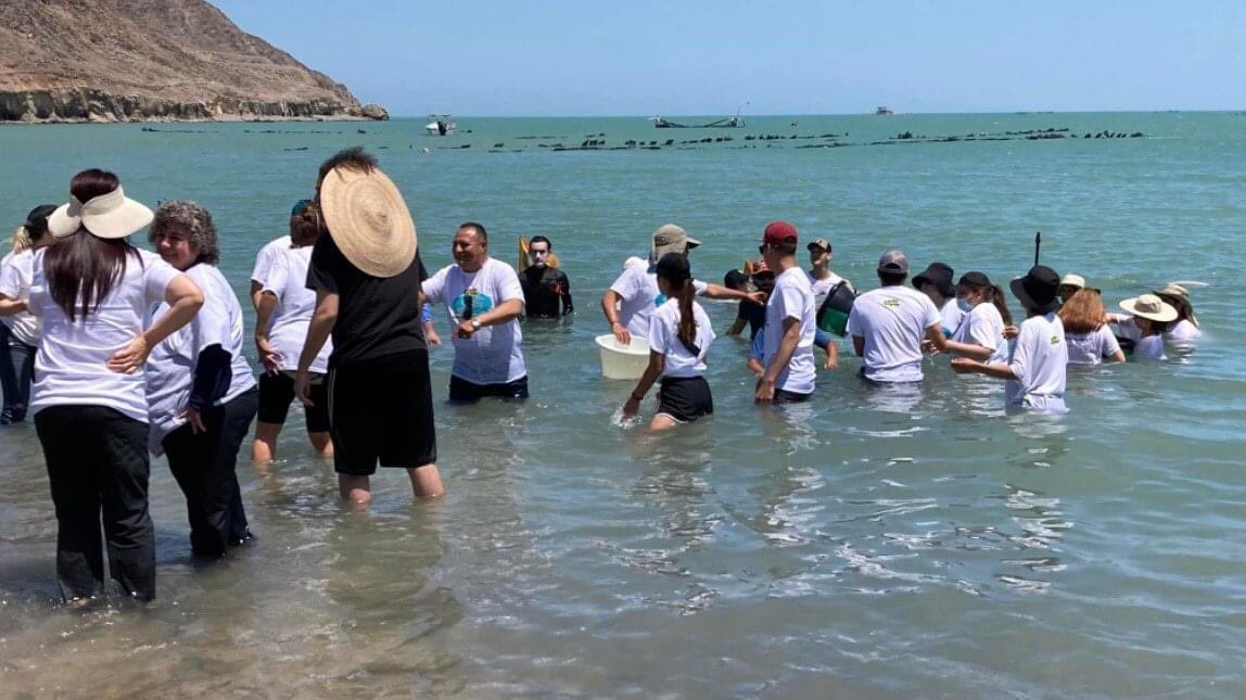Liberación alevines Totoaba 