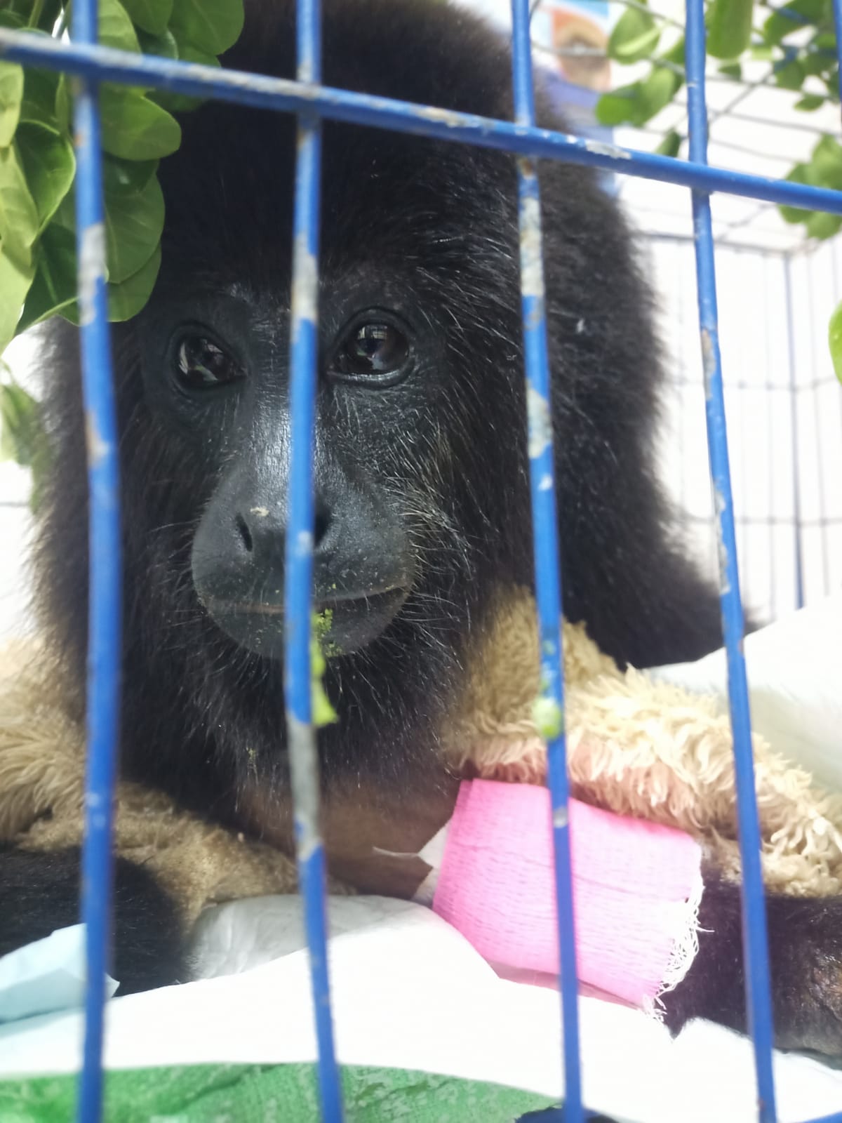 Mono Saraguato Hembra Mono Saraguato Hembra