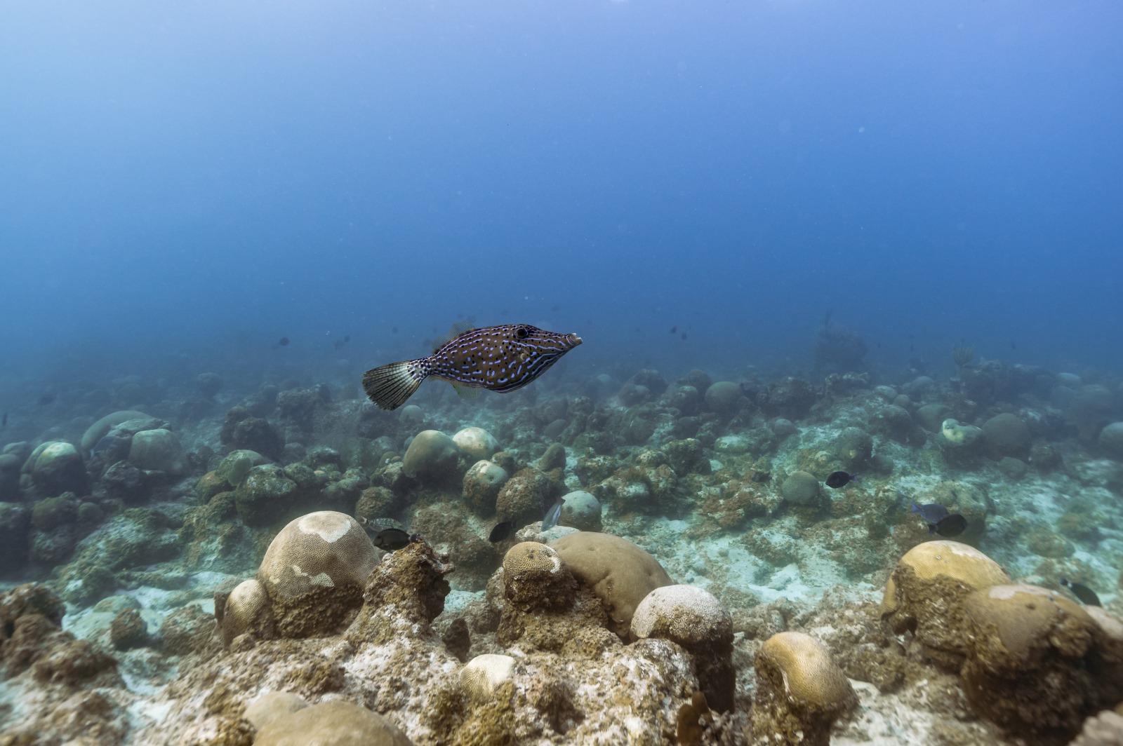 Riqueza del Golfo de México 