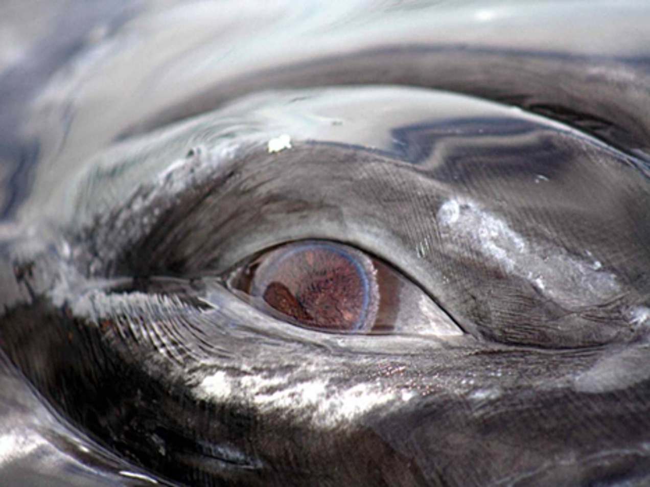 Ojo Ballena Gris Foto: PRIMMA