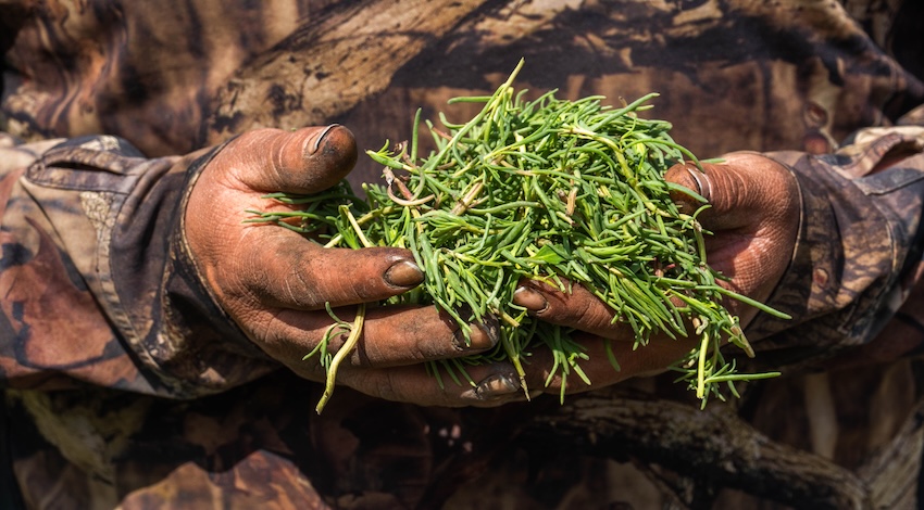 Romeritos en Tláhuac 