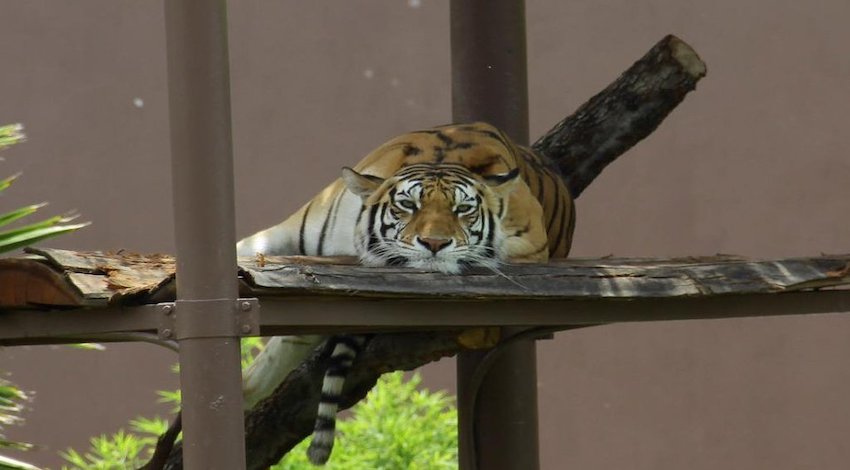 Tigre Zoológico Aragón