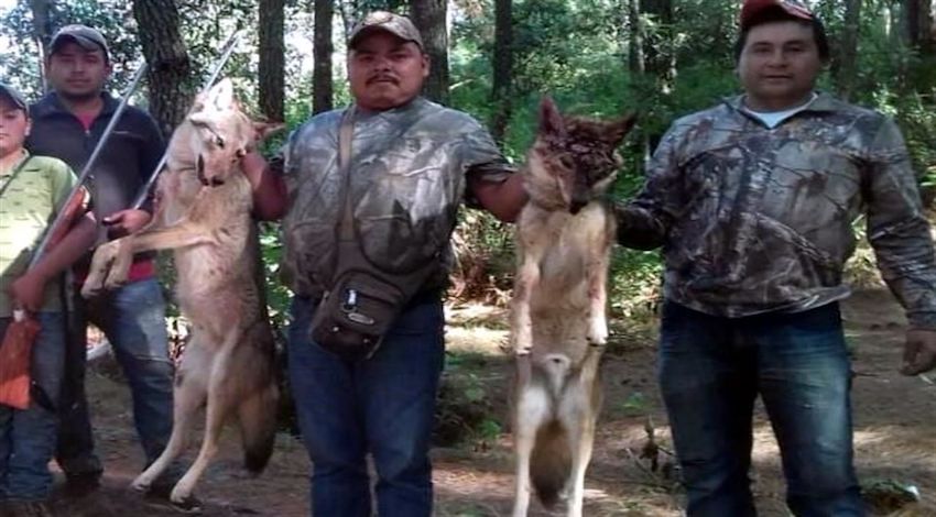 Regidor cazador lobos mexicanos