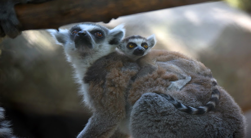 Cría de Lemur