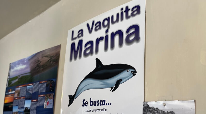 Vaquita Marina 