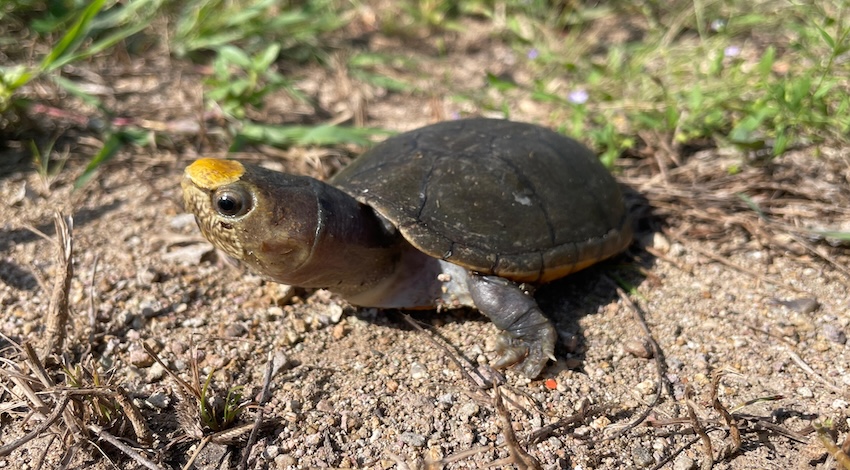 Tortuga Casquito de Vallarta 